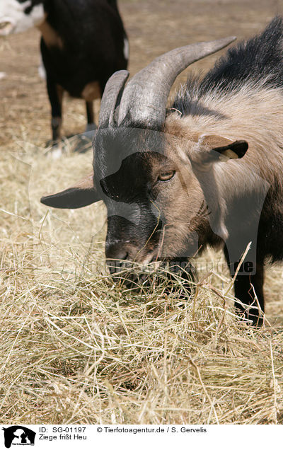 Ziege frit Heu / goat eats hay / SG-01197