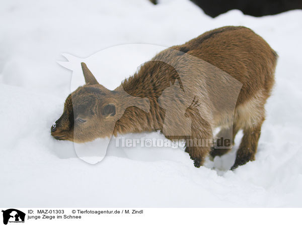 junge Ziege im Schnee / young goat in snow / MAZ-01303