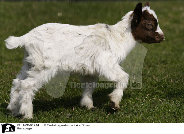 Hausziege / domestic goat / AVD-01914