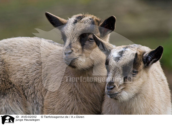 junge Hausziegen / young goats / AVD-02002