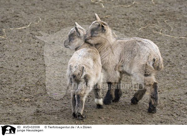 junge Hausziegen / young goats / AVD-02008