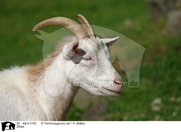 Ziege / goat / AB-01793