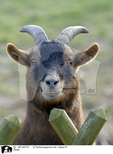 Ziege / goat / AP-05751
