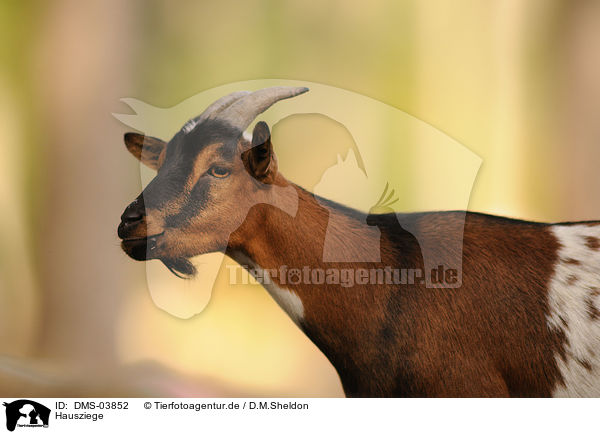 Hausziege / goat / DMS-03852