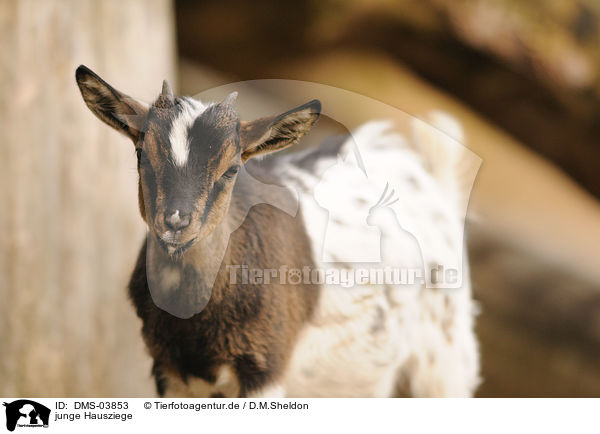 junge Hausziege / young goat / DMS-03853