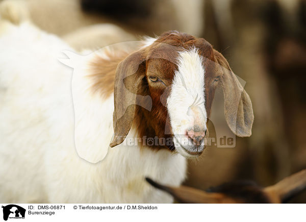 Burenziege / goat / DMS-06871