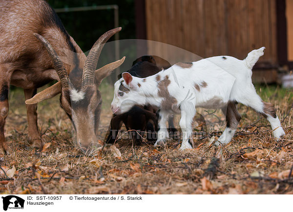 Hausziegen / goats / SST-10957