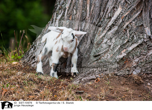 junge Hausziege / young goat / SST-10976