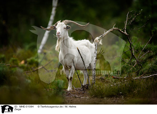 Ziege / goat / MHE-01084