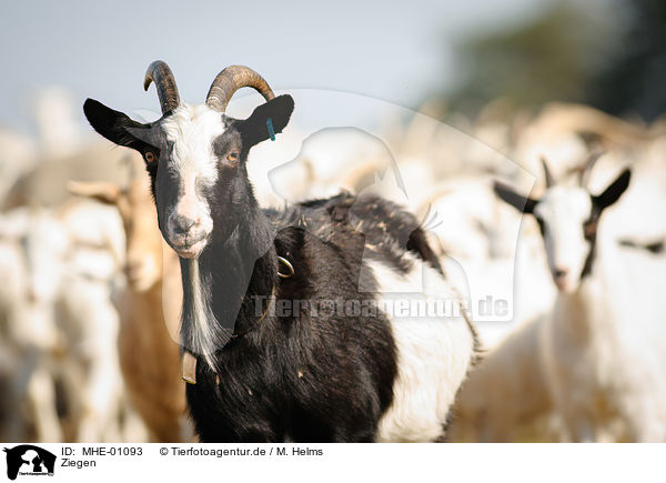 Ziegen / goats / MHE-01093