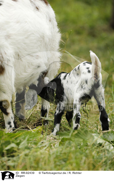 Ziegen / goats / RR-92439