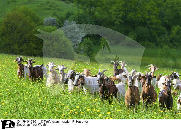 Ziegen auf der Weide / Goats in the pasture / FH-01516