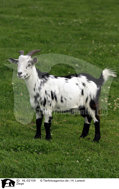 Ziege / goat / HL-02109