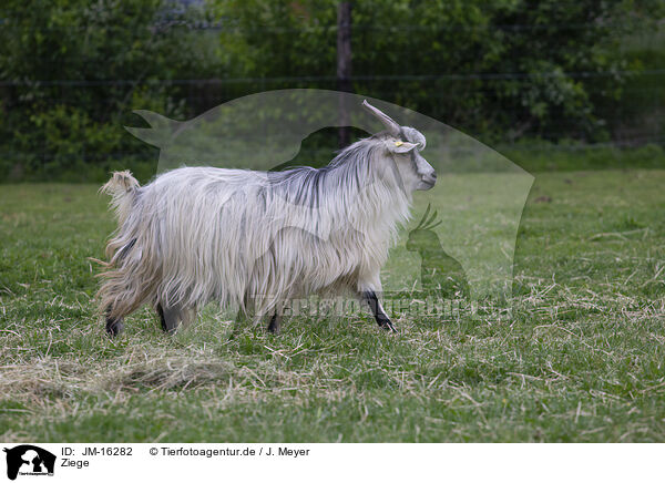 Ziege / goat / JM-16282