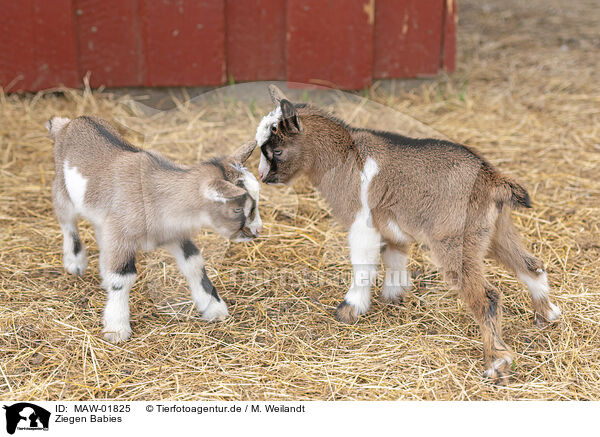 Ziegen Babies / goat babys / MAW-01825