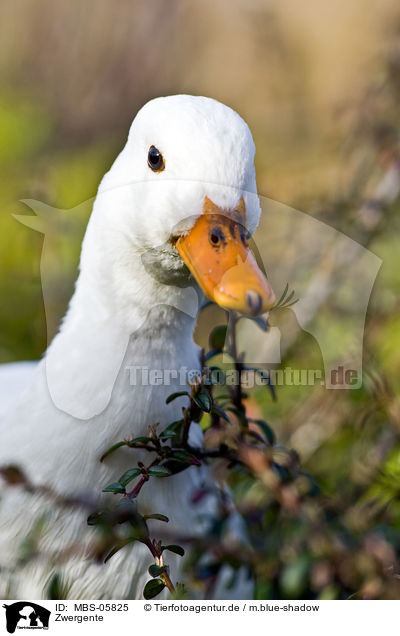 Zwergente / pygmy goose / MBS-05825