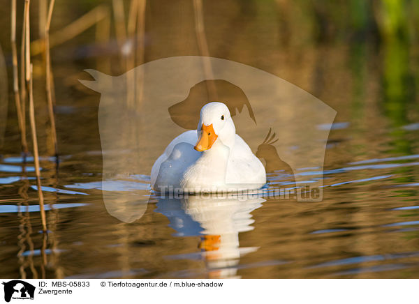 Zwergente / pygmy goose / MBS-05833