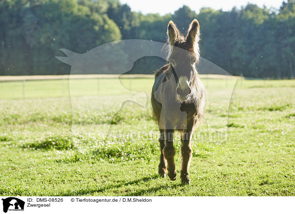 Zwergesel / standard donkey / DMS-08526