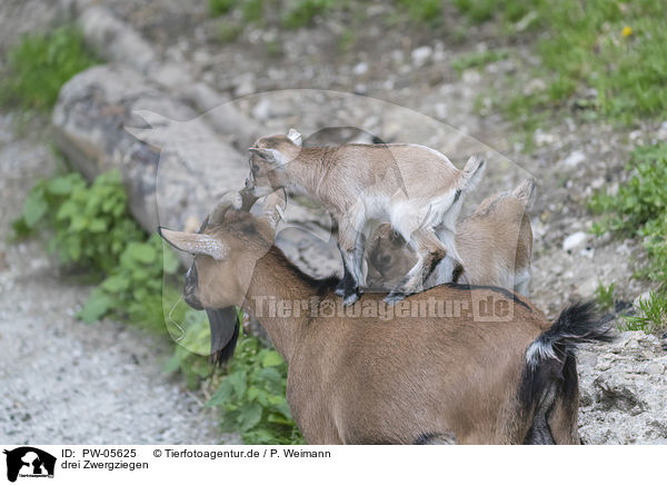 drei Zwergziegen / three pygmy goats / PW-05625