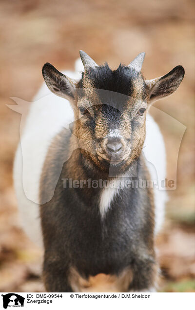 Zwergziege / pygmy goat / DMS-09544