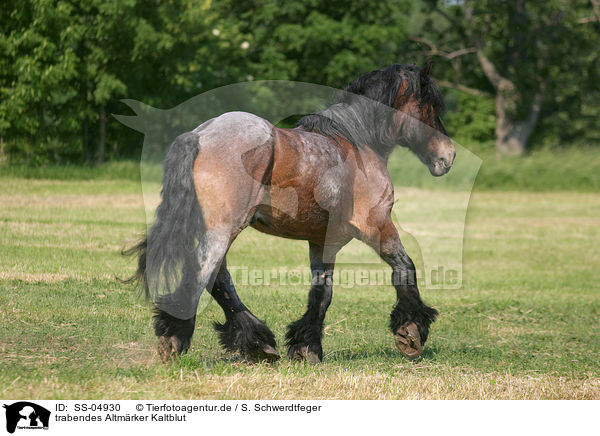 trabendes Altmrker Kaltblut / trotting cart horse / SS-04930