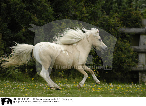 galoppierendes American Miniature Horse / galloping American Miniature Horse / CD-01401