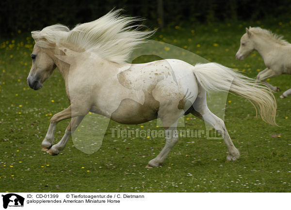 galoppierendes American Miniature Horse / galloping American Miniature Horse / CD-01399