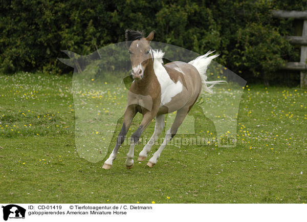 galoppierendes American Miniature Horse / CD-01419