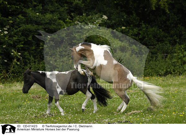 American Miniature Horses bei der Paarung / CD-01423