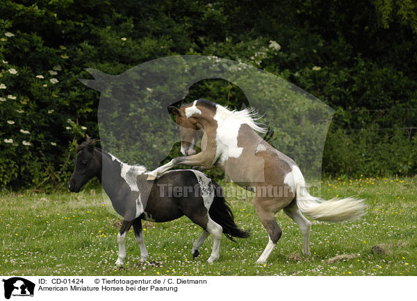 American Miniature Horses bei der Paarung / American Miniature Horses / CD-01424