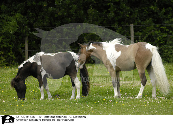 American Miniature Horses bei der Paarung / CD-01425