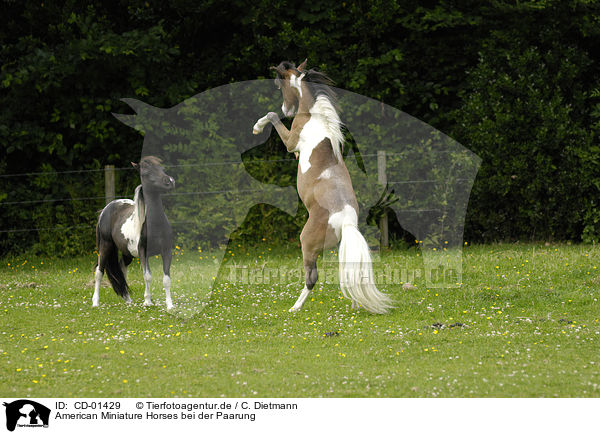American Miniature Horses bei der Paarung / CD-01429