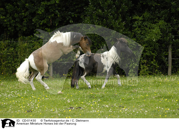 American Miniature Horses bei der Paarung / CD-01430