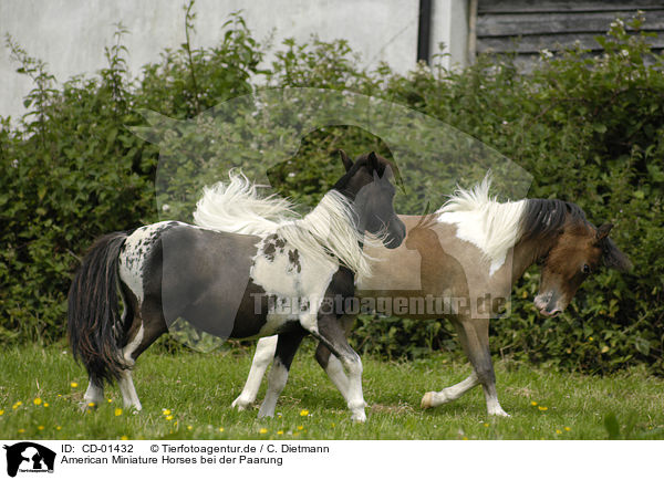 American Miniature Horses bei der Paarung / CD-01432