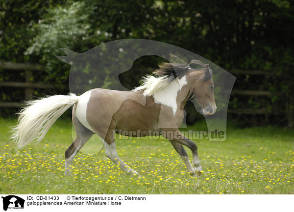 galoppierendes American Miniature Horse / CD-01433