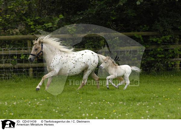 American Miniature Horses / CD-01439