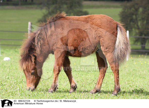 American Miniature Horse / American Miniature Horse / BM-02104