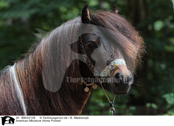 American Miniature Horse Portrait / American Miniature Horse Portrait / BM-02108