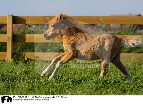 American Miniature Horse Fohlen / American Miniature Horse foal / CR-02072