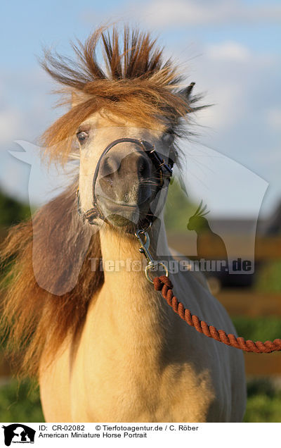 American Miniature Horse Portrait / American Miniature Horse Portrait / CR-02082