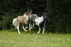 American Miniature Horses