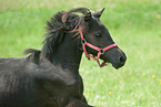 American Miniature Horse Portait