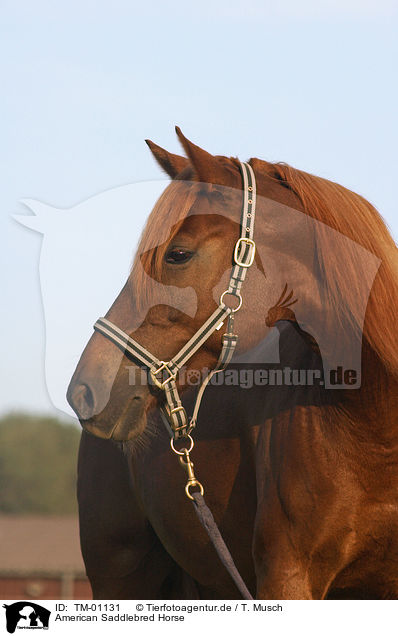 American Saddlebred Horse / American Saddlebred Horse / TM-01131