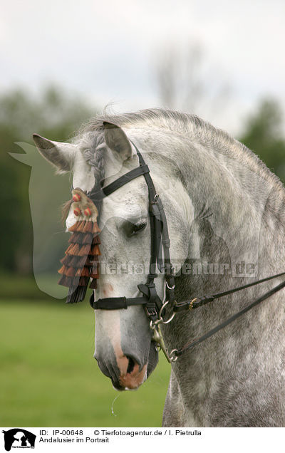 Andalusier im Portrait / Andalusian Horse Portrait / IP-00648
