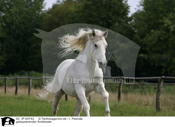 galoppierender Andalusier / running horse / IP-00742