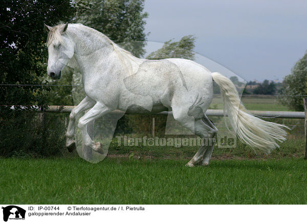 galoppierender Andalusier / running horse / IP-00744
