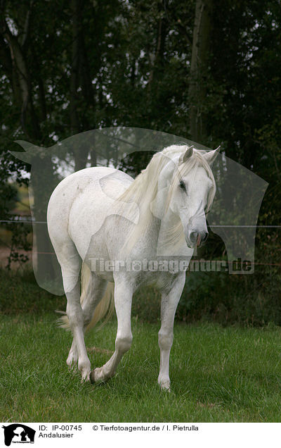 Andalusier / white horse / IP-00745