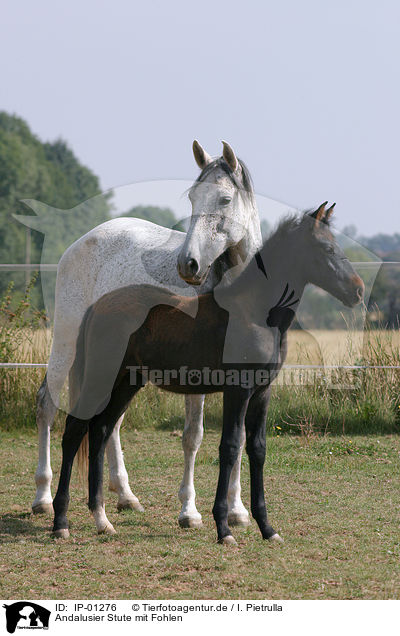 Andalusier Stute mit Fohlen / PRE mare with foal / IP-01276