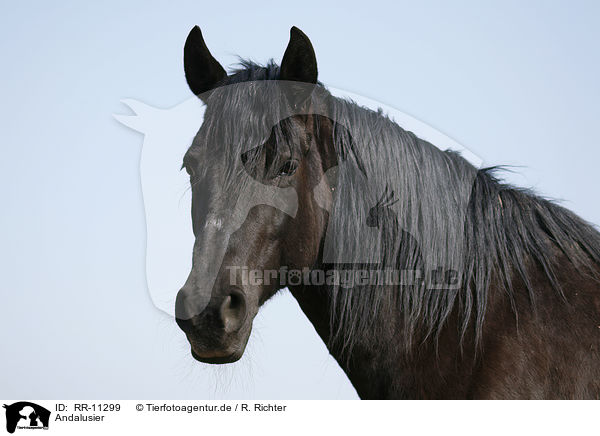 Andalusier / Andalusian horse / RR-11299