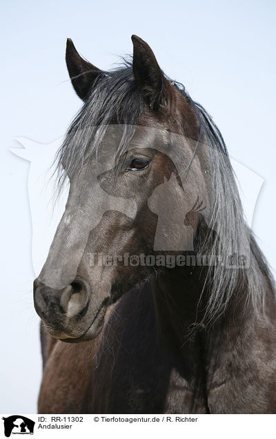 Andalusier / Andalusian horse / RR-11302